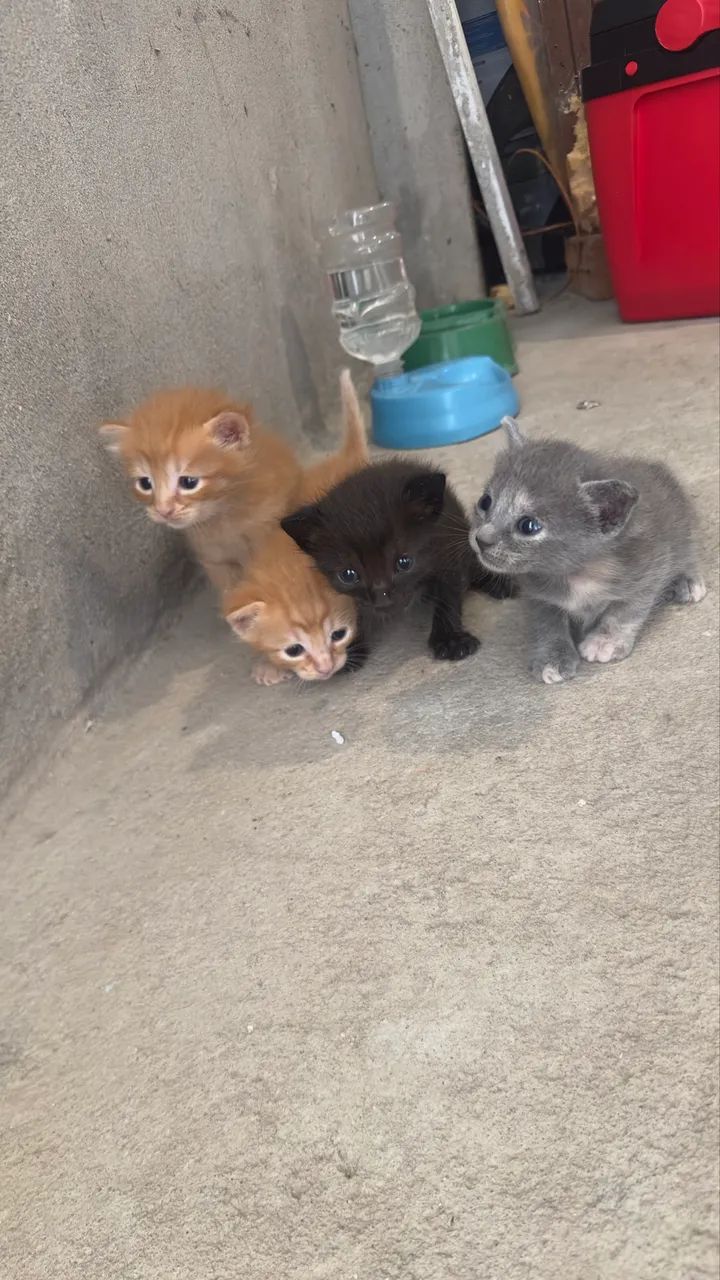 Gatos/adoção !!!  - Foto 3
