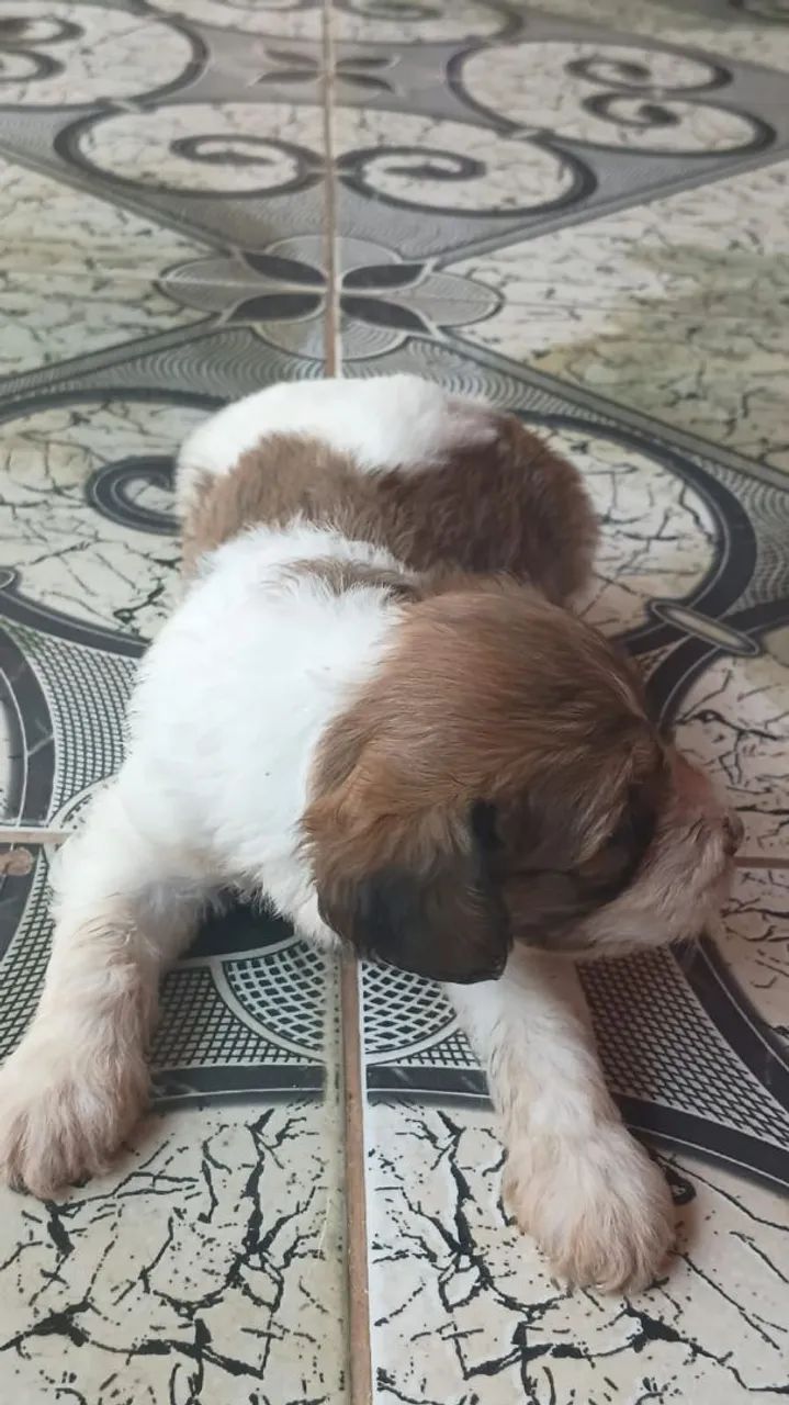 Cachorro poodle - Foto 2