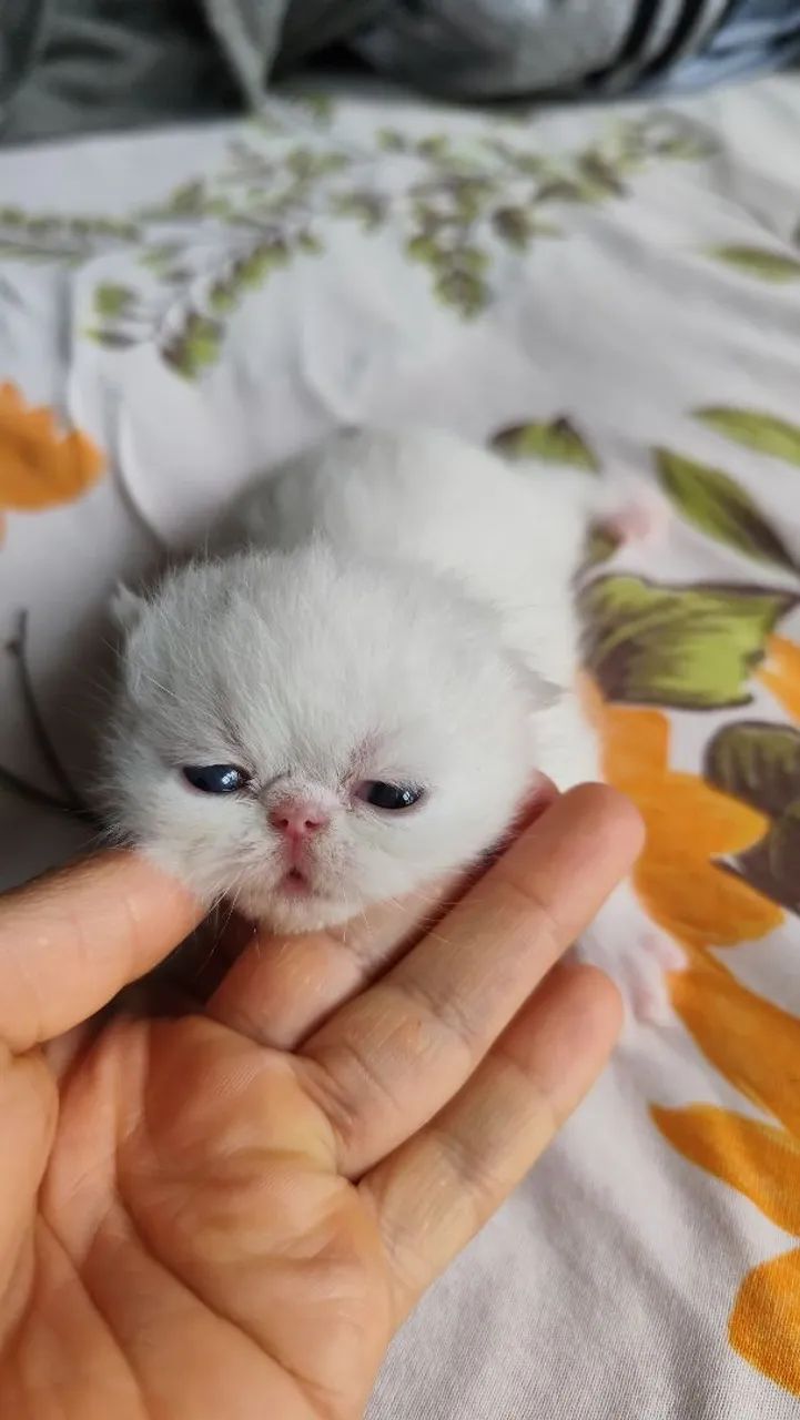 Gato persa - Foto 3