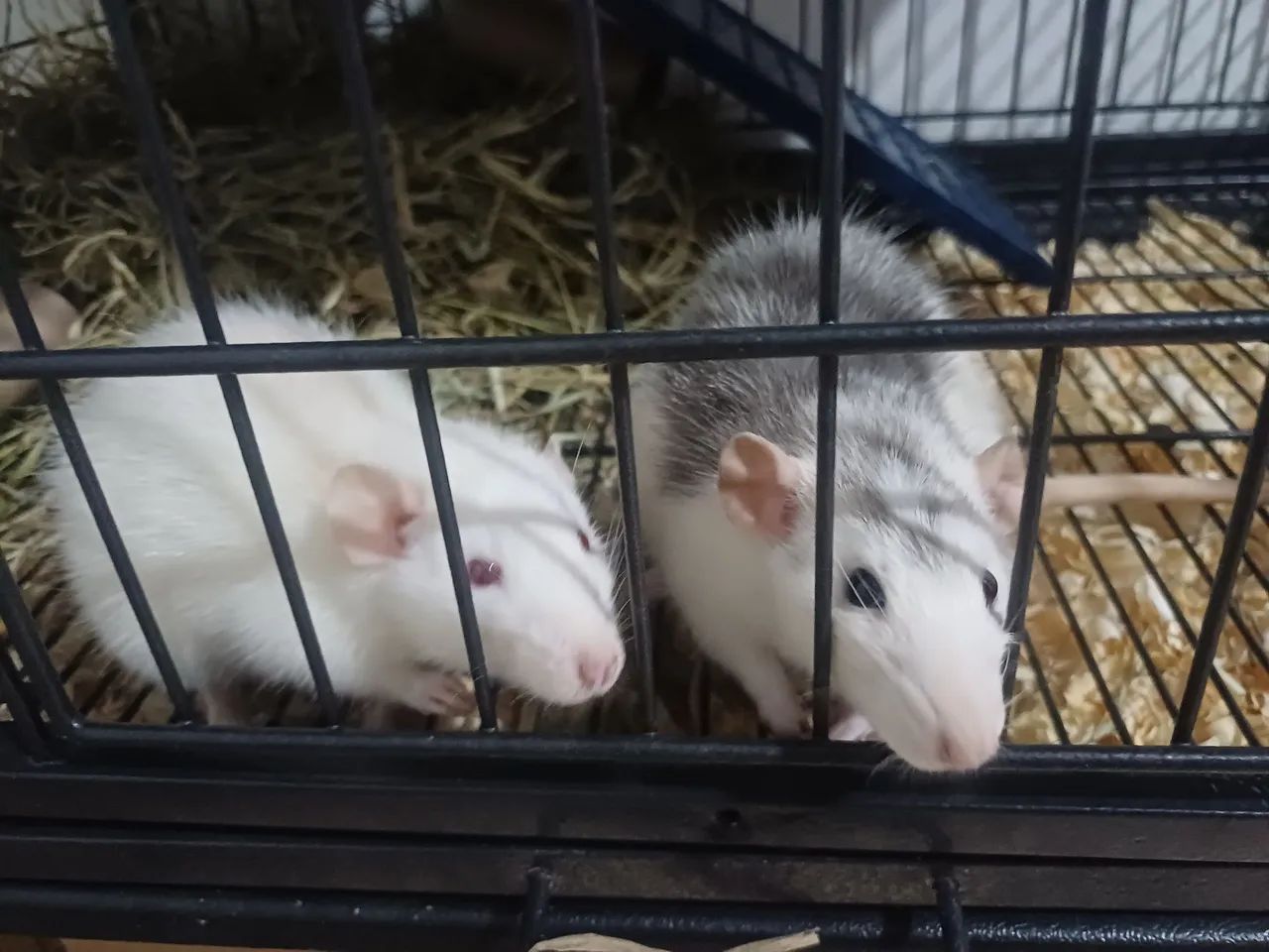 Gaiola + roedores  - Foto 2