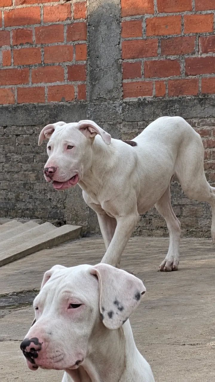 DOAÇÃO FILHOTES AMERICAN PITBULL TERRIER  - Foto 2