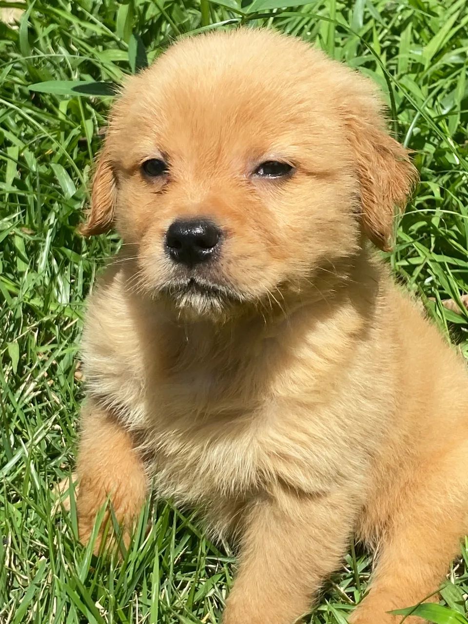Golden retriever MACHO 
