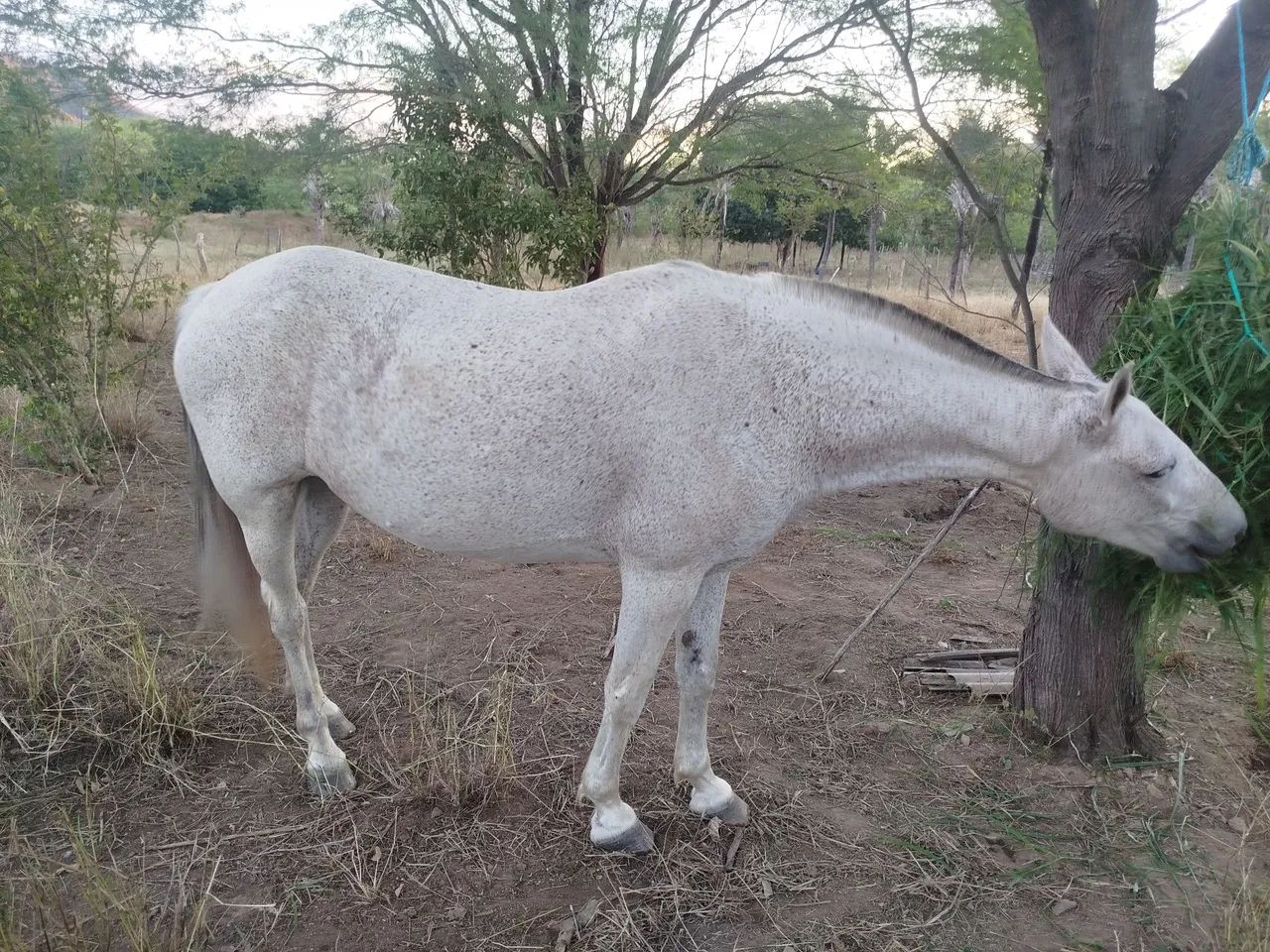 Égua mangalarga 