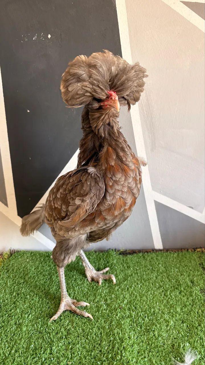 Galinha polonesa - Foto 2
