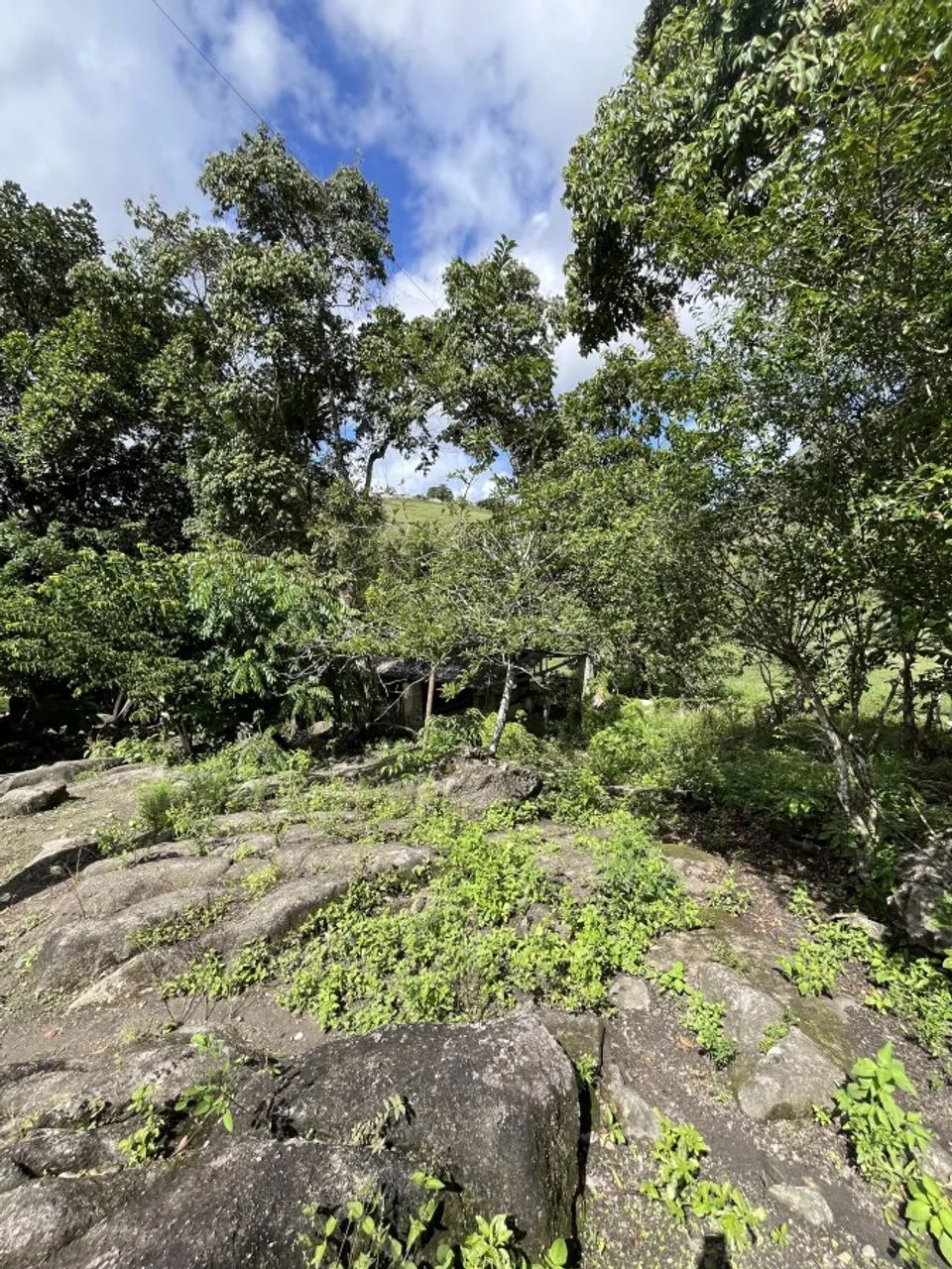 Fazenda para Venda em Joaquim Gomes, Centro - Foto 3
