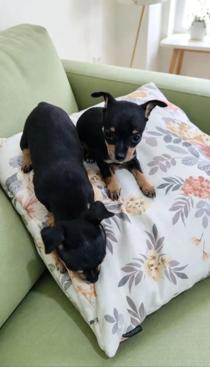 Pinscher miniatura 