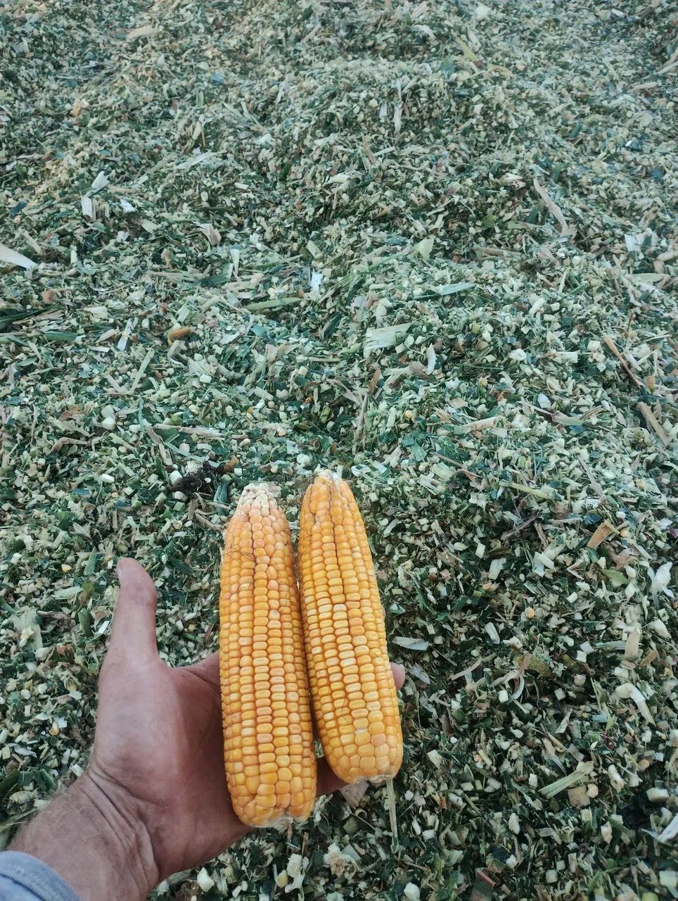 Silagem de milho ensacada  - Foto 2