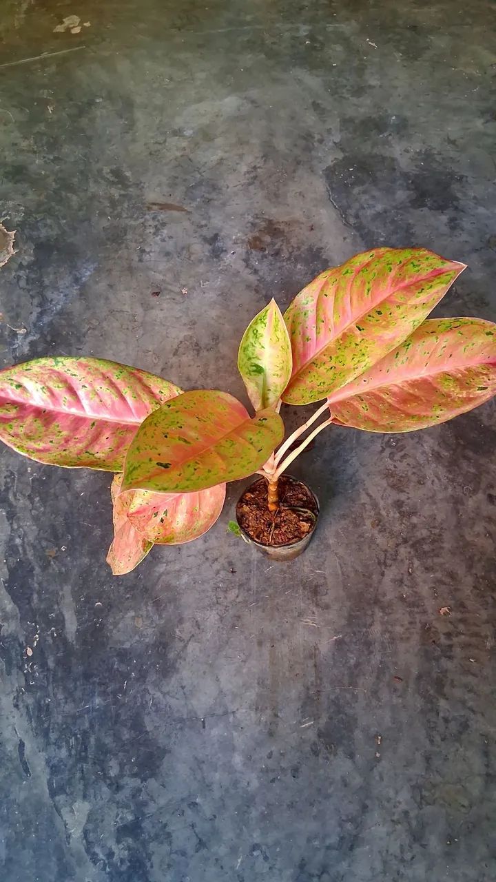 Aglonema  - Foto 2