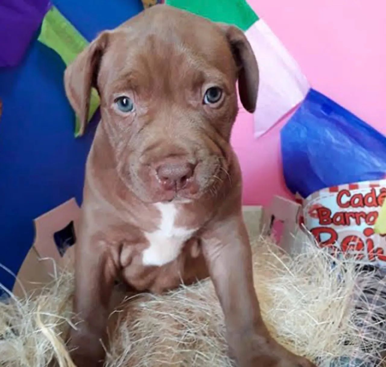 Doação de pitbull - Foto 3