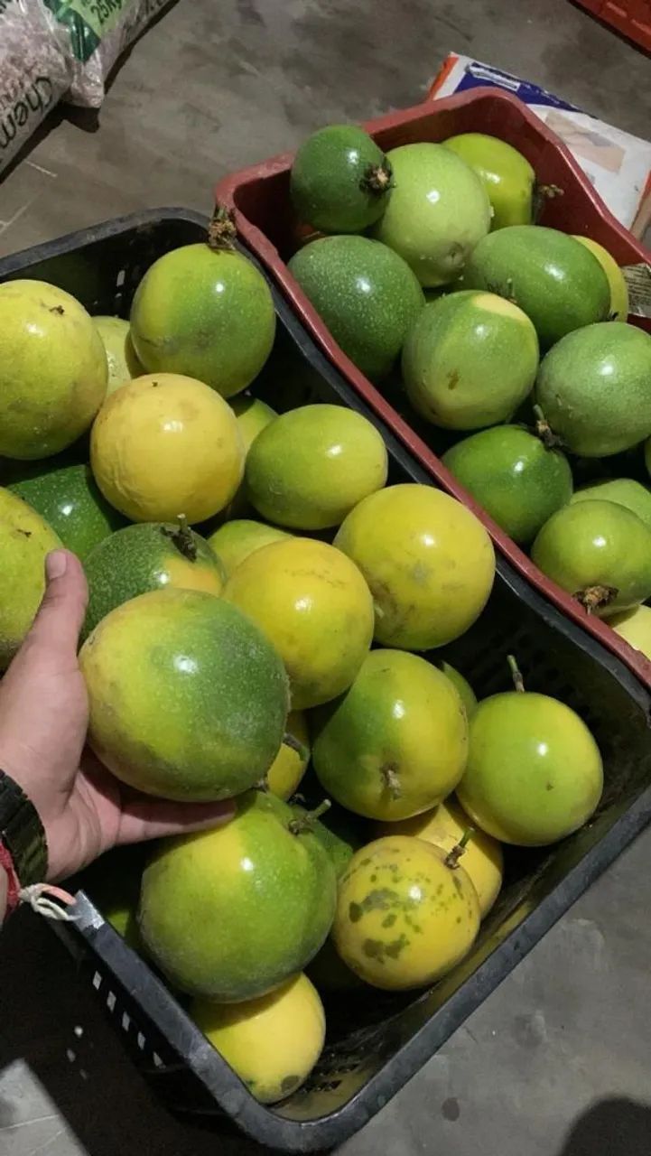 Vendo área 16 ha em produção em Boqueirão PB  - Foto 5