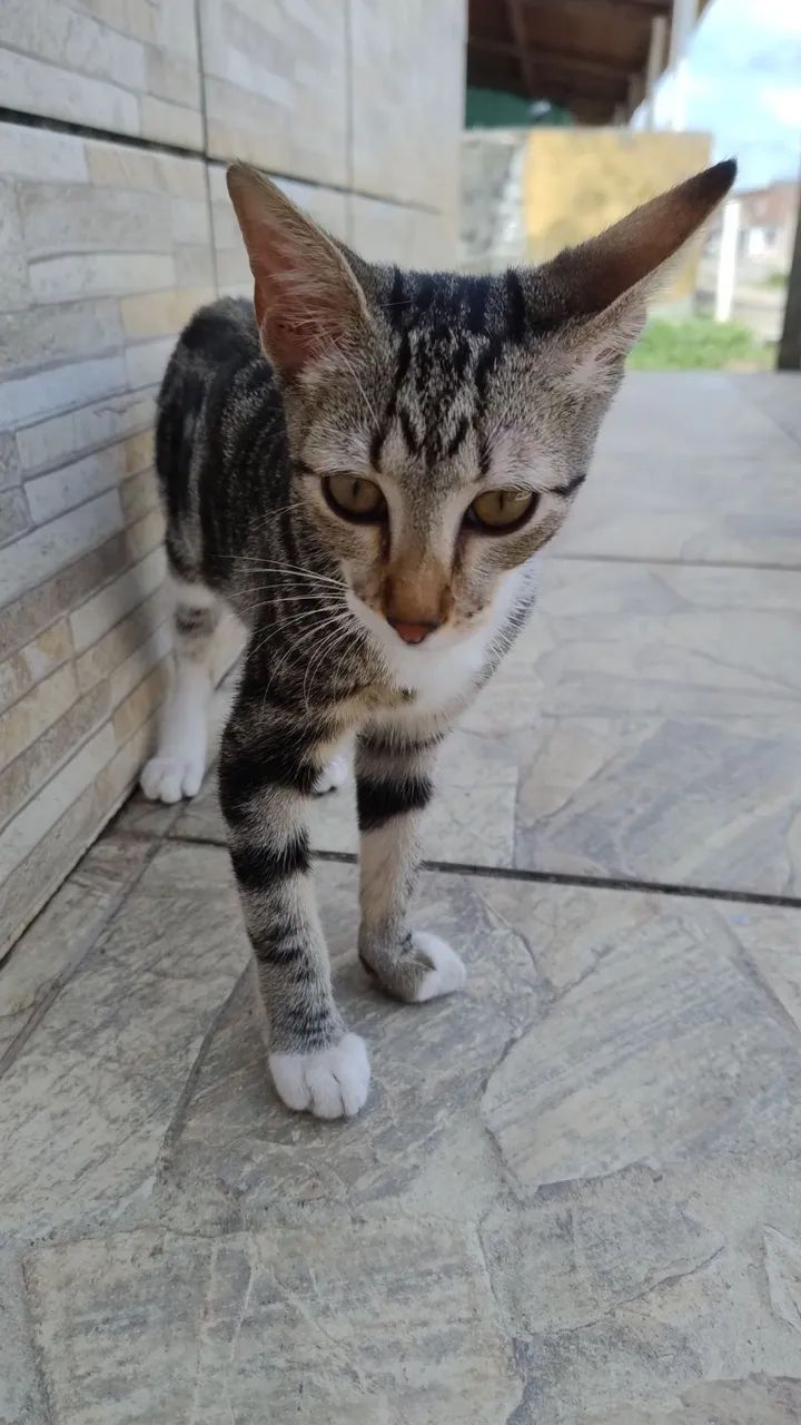 Gatinho para doação  - Foto 2