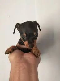 Pinscher macho disponível 
