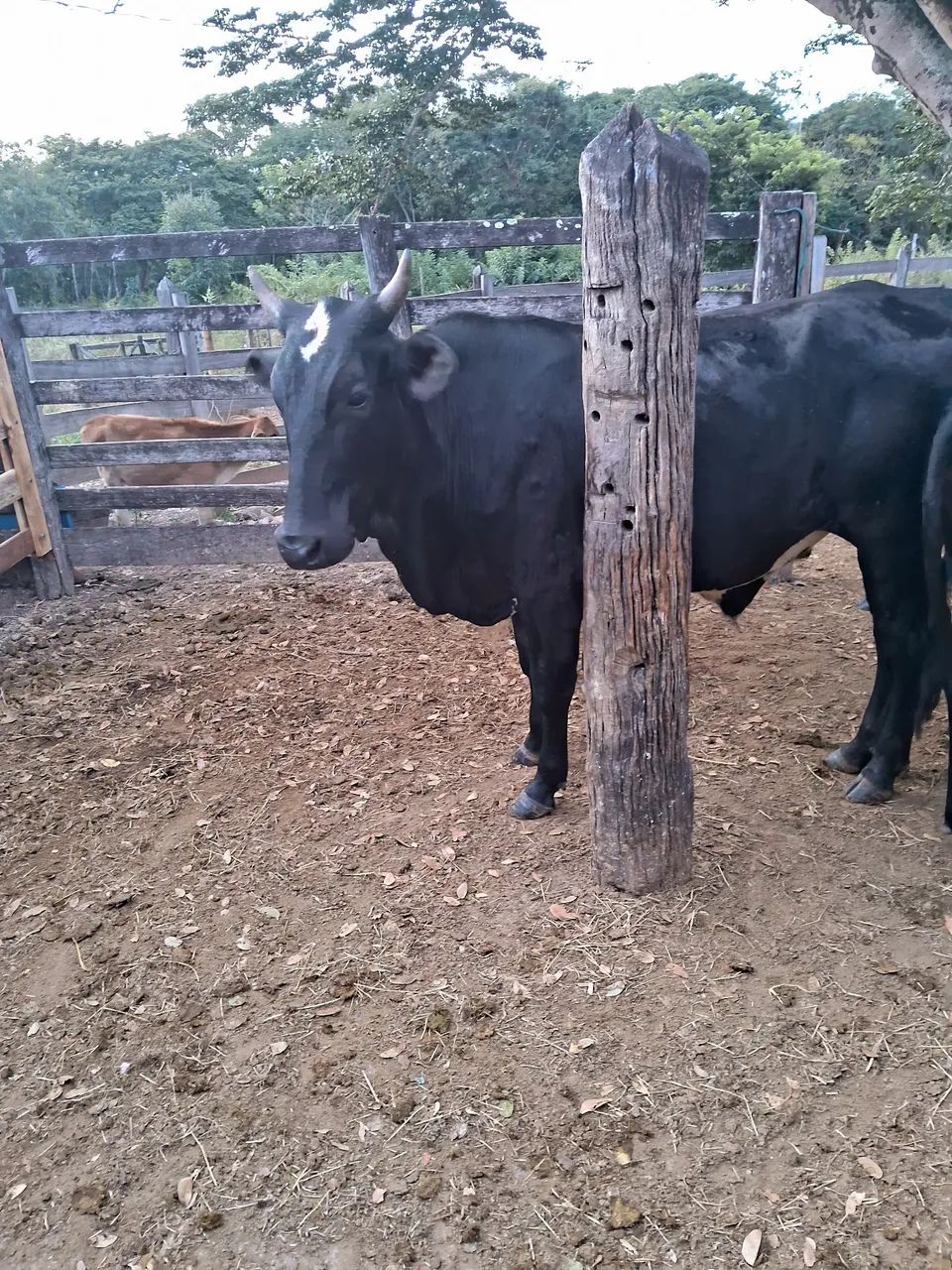 Gado de corte/ Barato - Foto 3