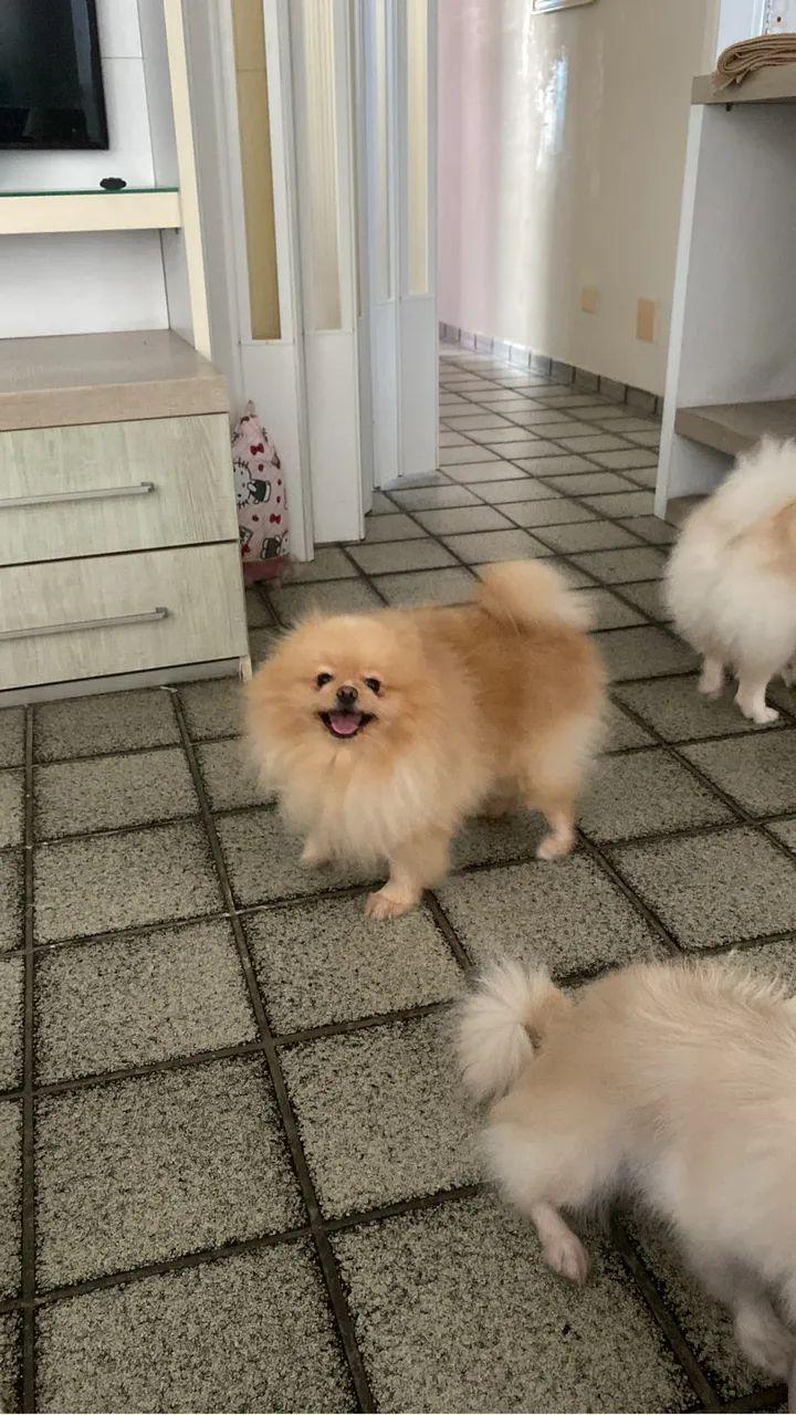 Cachorro - Foto 2