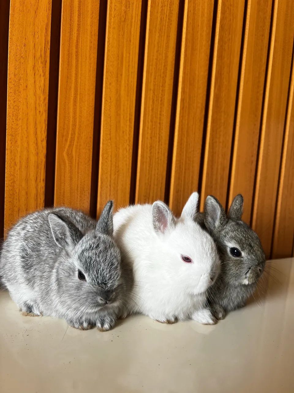 Filhote de Coelho anão netherland