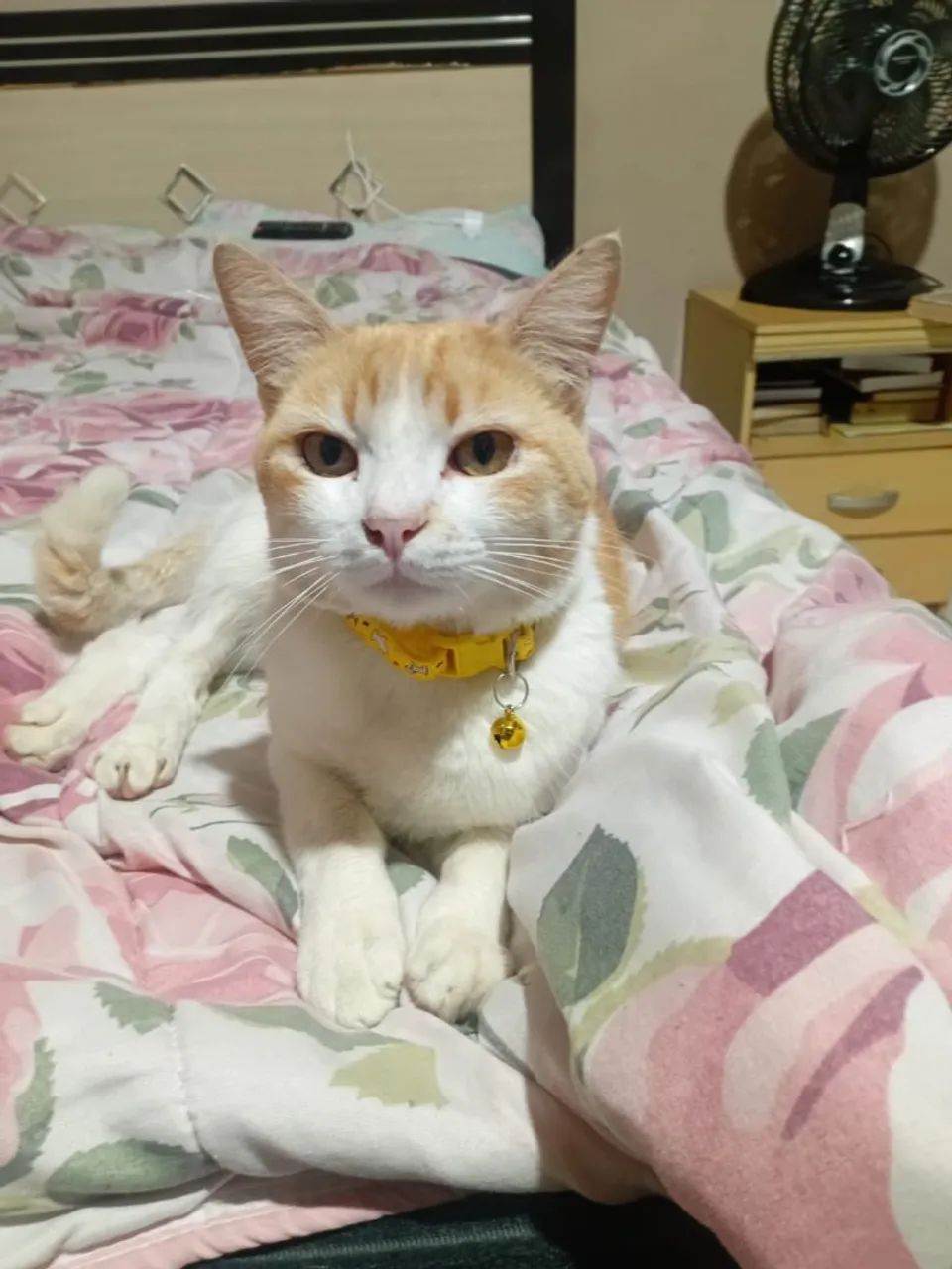 Doação gato Macho - Foto 3