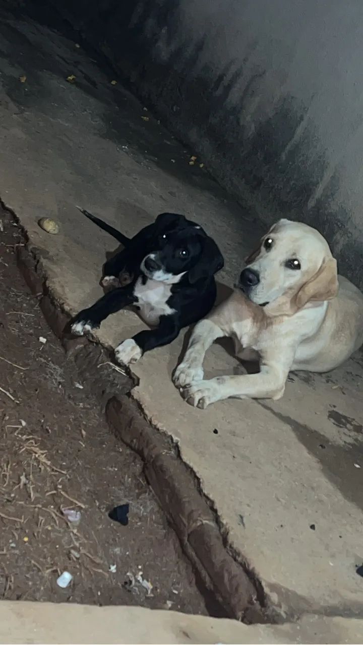 Mto dorcios 