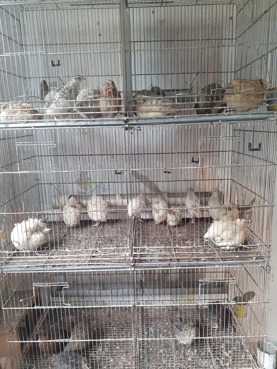 Codorna Gigante 