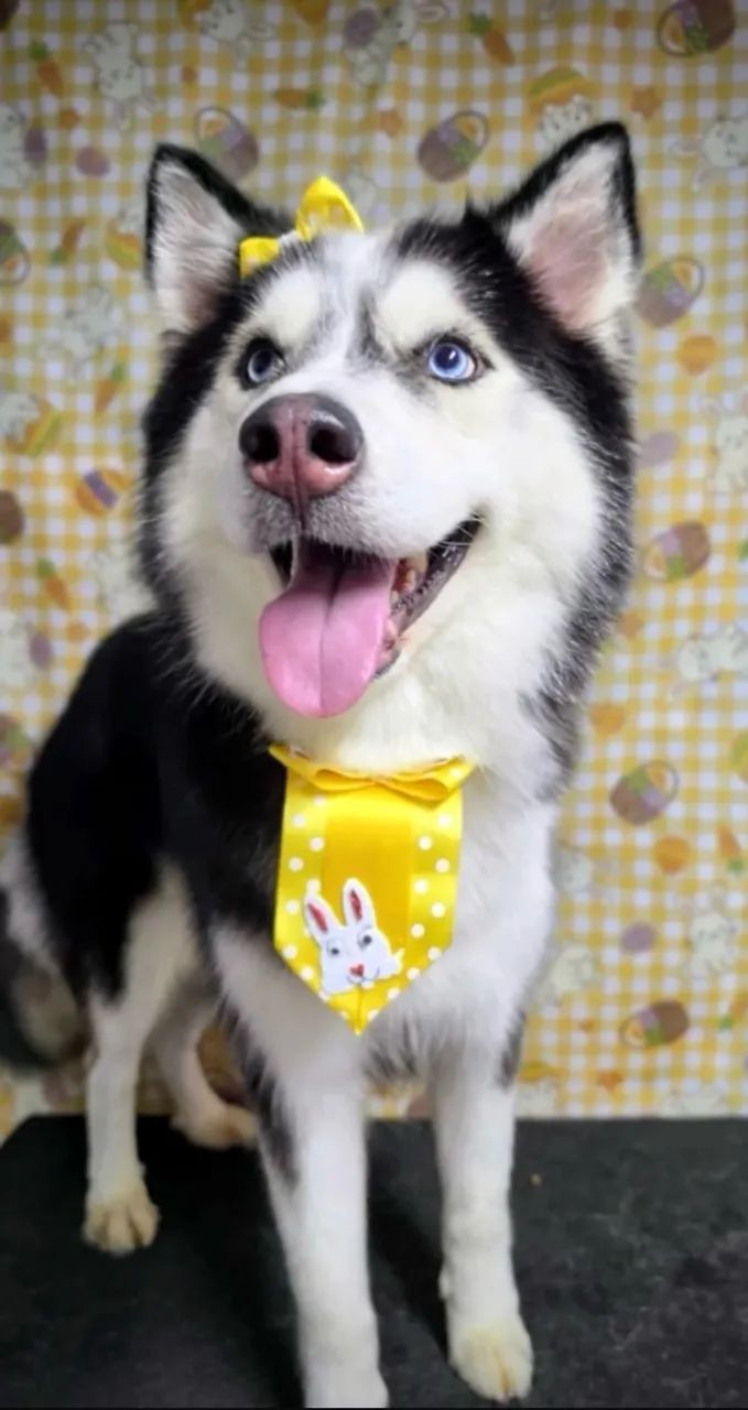 HUSKY SIBERIANO A VENDA