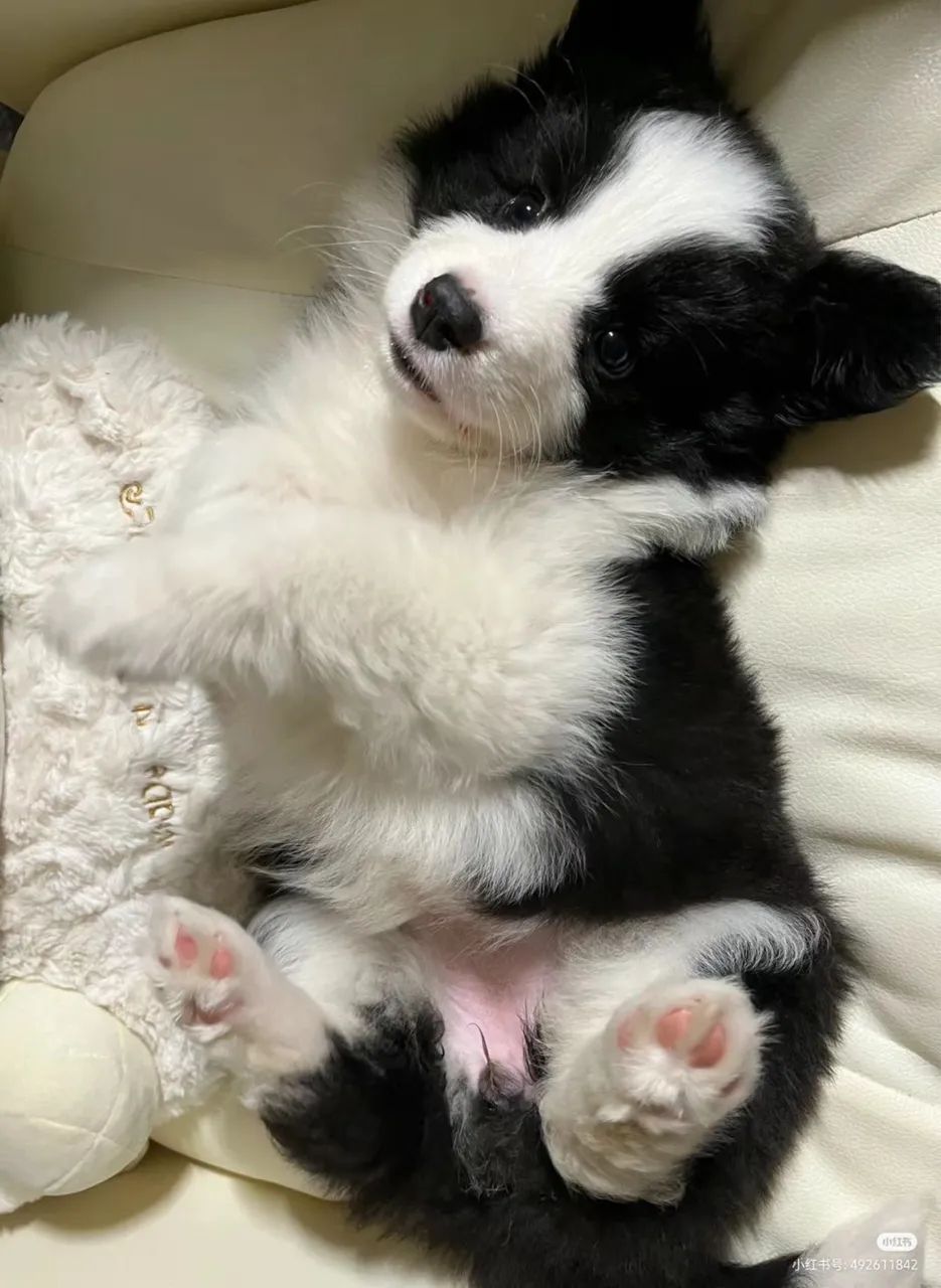 Filhotes de Border collie raça pura vacinados 