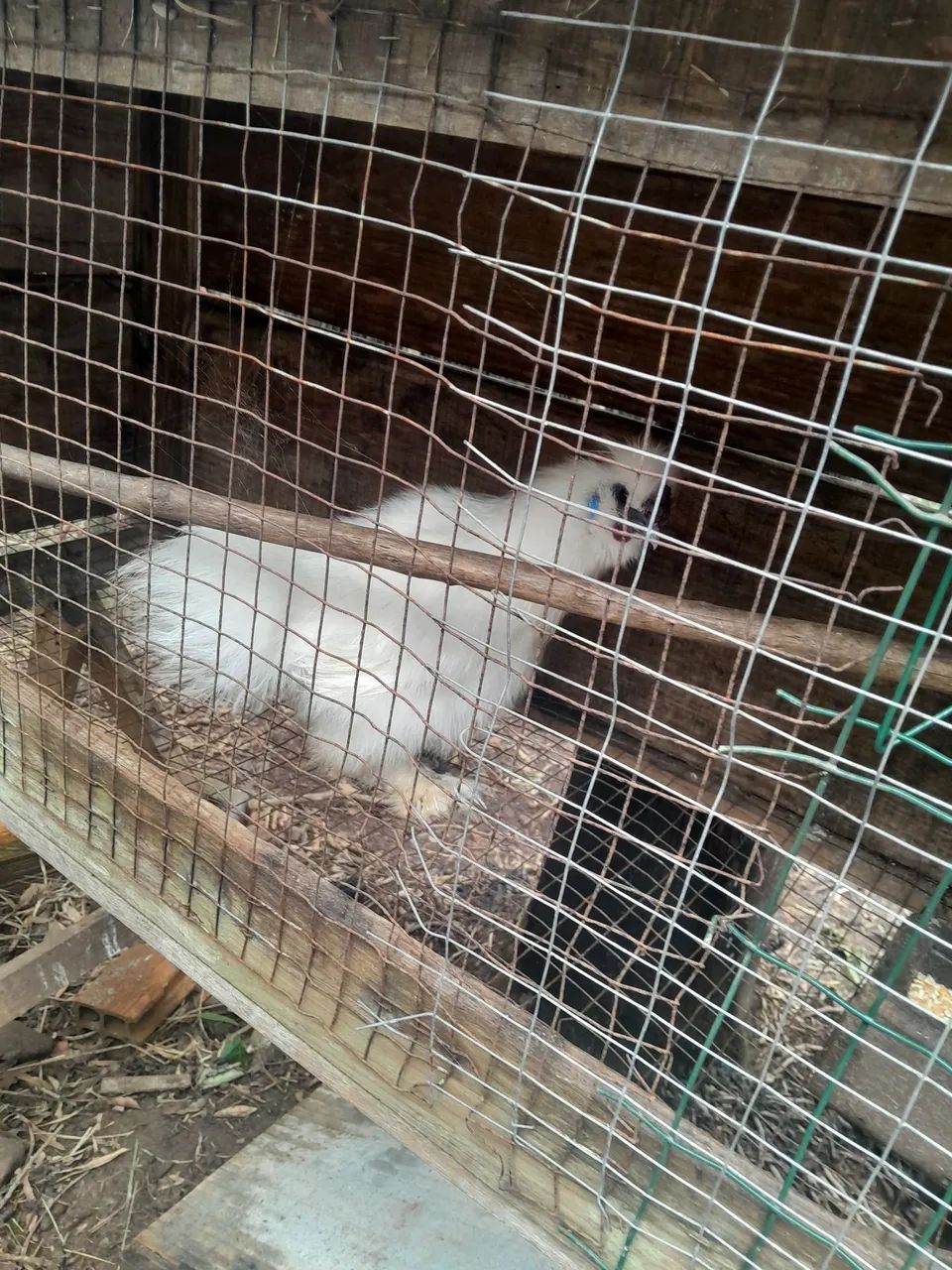 Galo sedosa - Foto 3