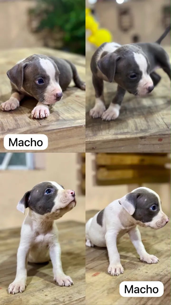 Filhotes American Bully  - Foto 2