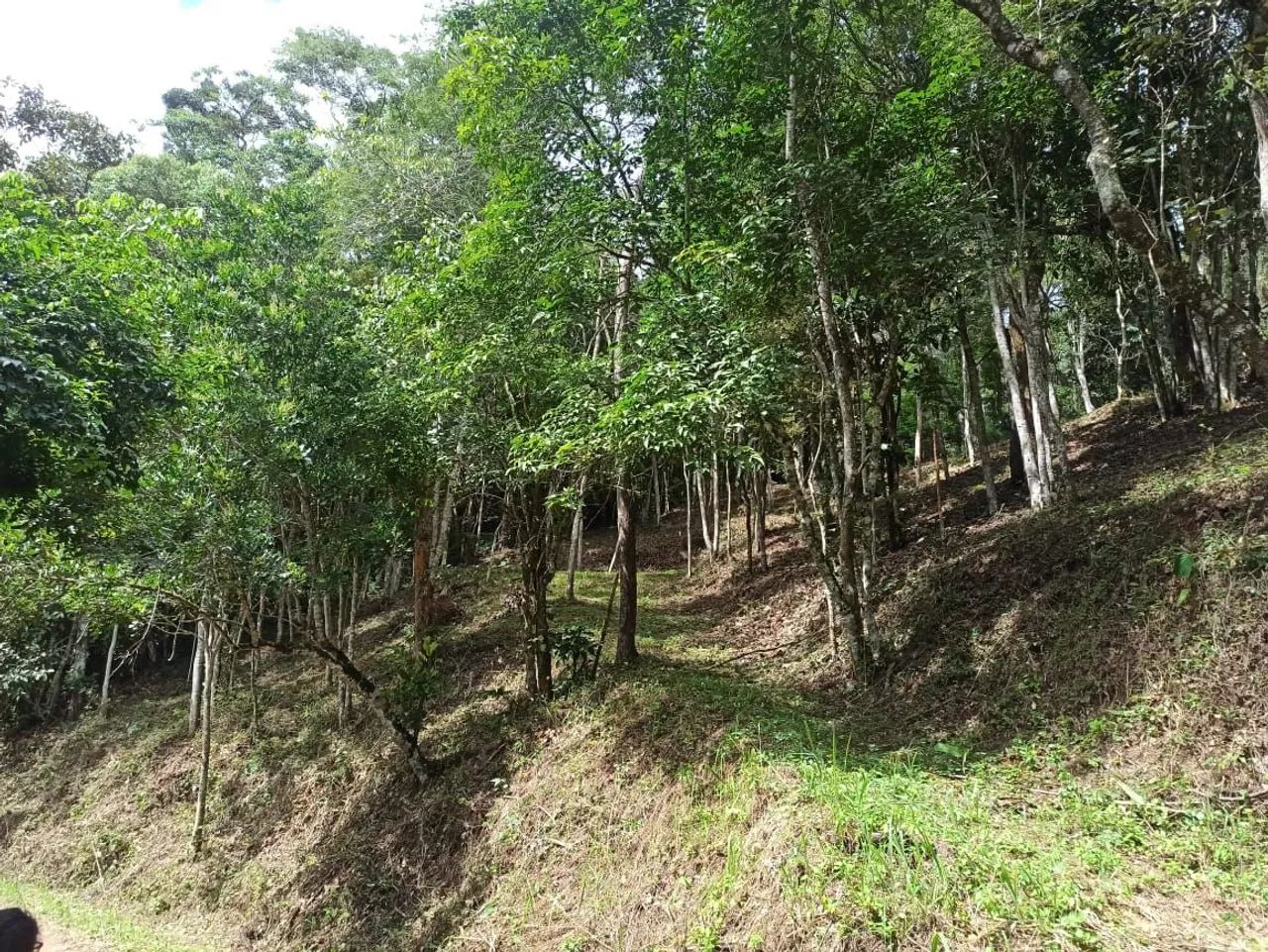 Foto - Petrópolis - Nogueira