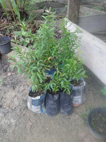 Mudas de romã - Foto 5