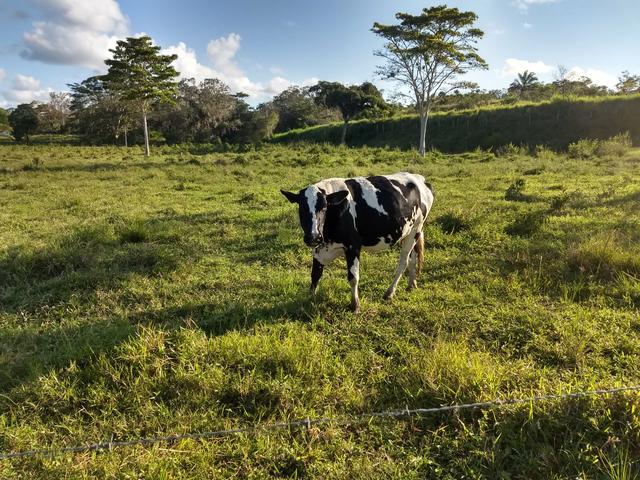 Vendo novilhas e vacas de leite - Foto 4