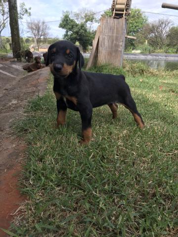 Dobermans ( LER A DESCRIÇÃO) - Foto 5