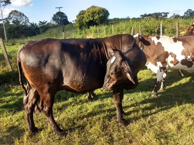Vendo novilhas e vacas de leite - Foto 6