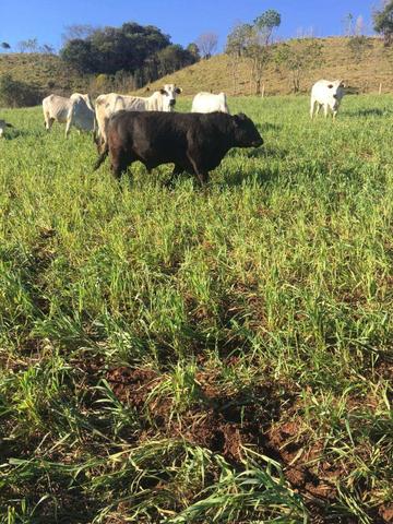 Fazenda de 63.4 Alqueires. 40 Alq mec .20 Alq de Pasto .Nova Laranjeiras - PR - Foto 3