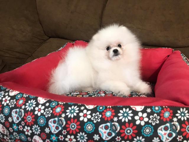 Lulu da Pomerania - Fêmea branco - Linhagem importada