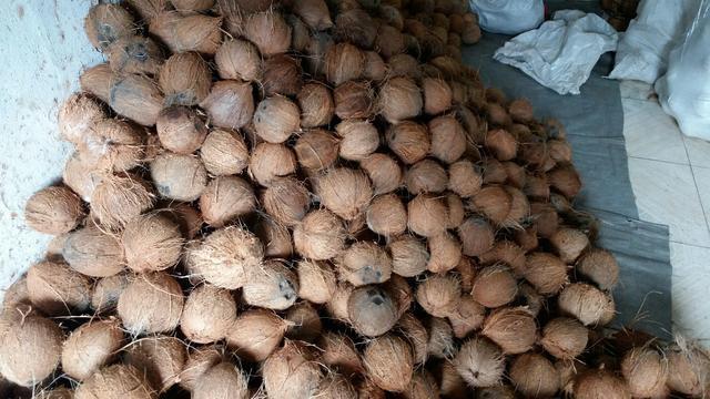 Coco Seco do Nordeste - Foto 2