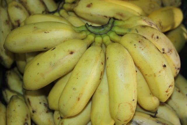 Mudas de banana maçã melhoradas direto do pomar *