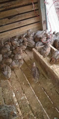 Codornas com ponhando