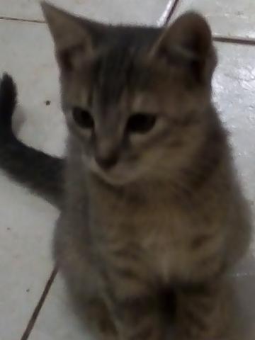Gatinha para adoção