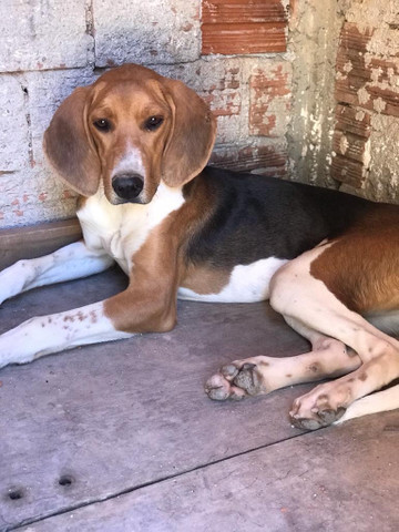 petsafe feed pet feeder