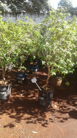 Frutíferas com Frutos-limão taiti, rosa, galego, pokan, jabuticaba-Coco anão Produzindo - Foto 4