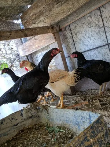 Galinha caipira, Galo gigante e ovos