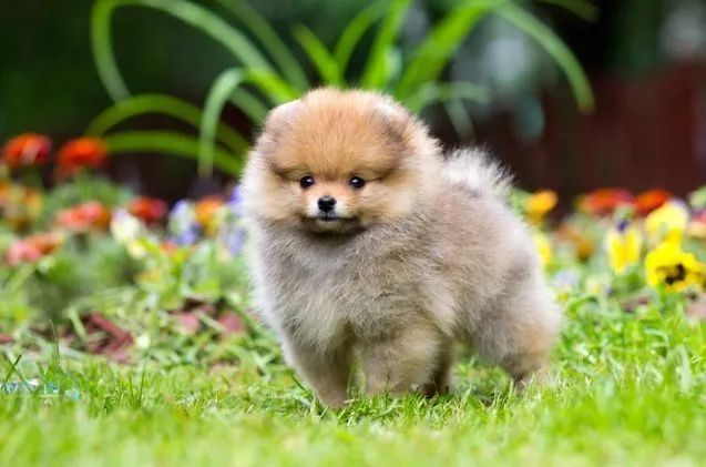 Seu lindo bb de quatro patas de Spitz Alemão!!! 
