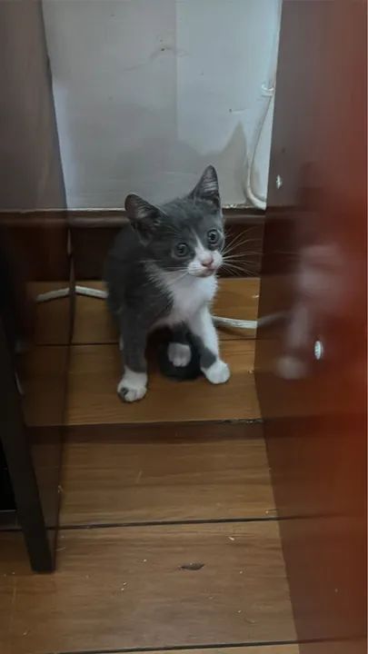 Gatinhos filhotes disponíveis para adoção - Foto 3