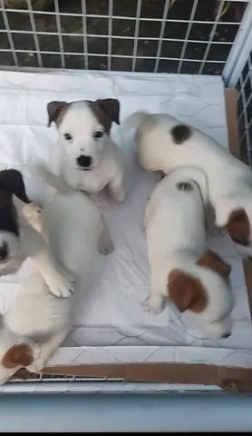 JACK RUSSEL TERRIER  - Foto 2