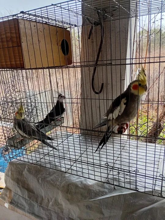 Galinha brahma - Foto 5