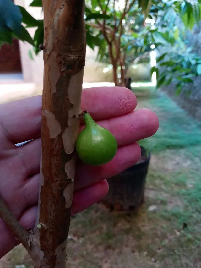Jabuticaba branca.....
