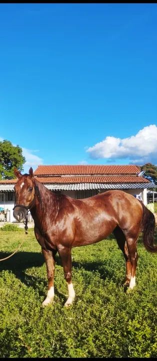 Quarto de Milha Team Penning/Ranch Sorting - Foto 3