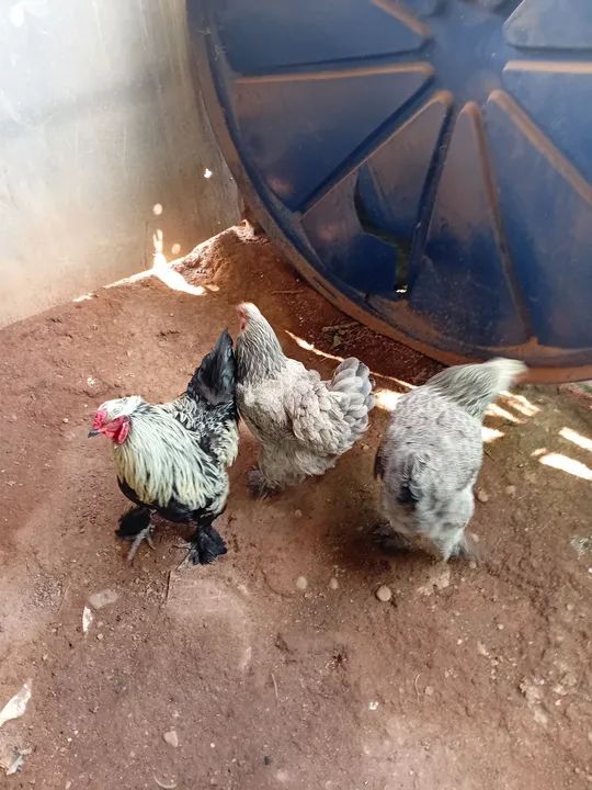 Galinha brahma - Foto 2