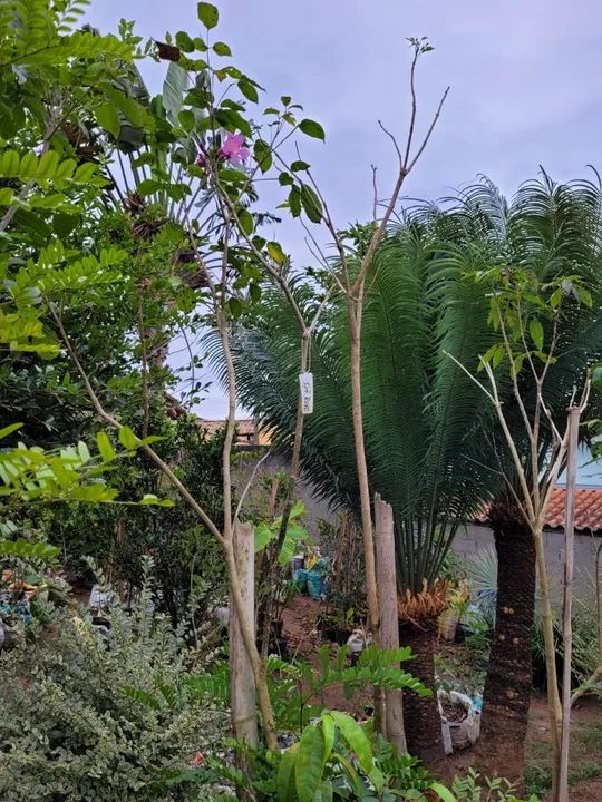 IPÊS  FLORESCENDO  - Foto 4