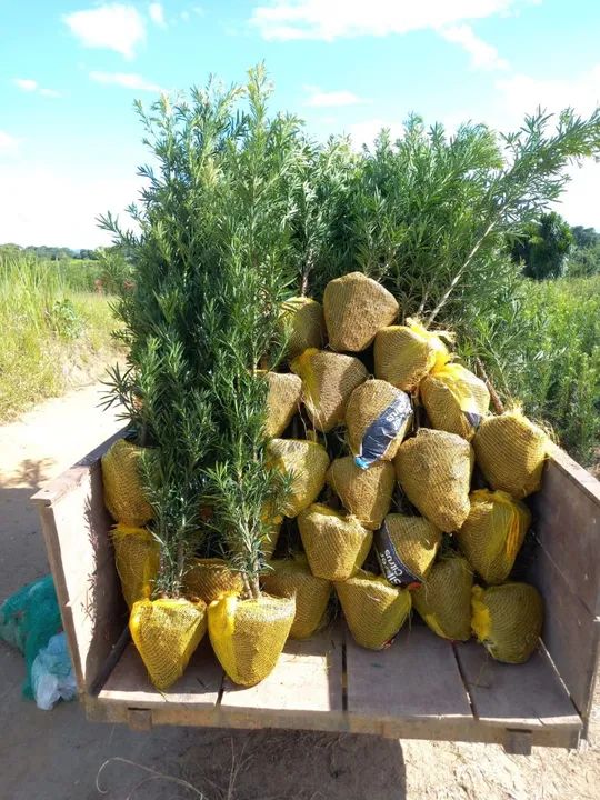 Mudas de Podocarpus 1.1mt - Foto 3