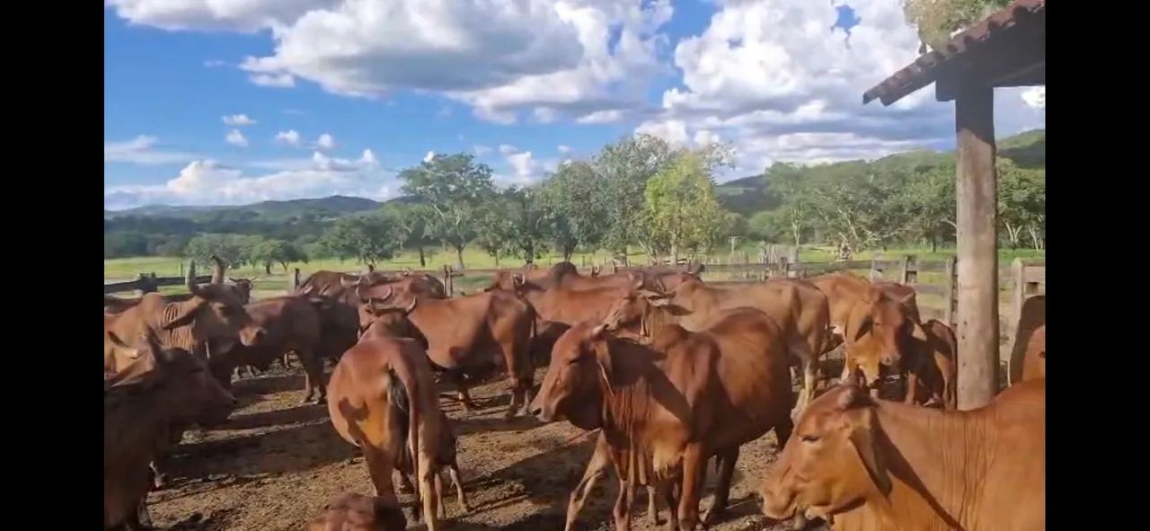 Vacas sindi P.O